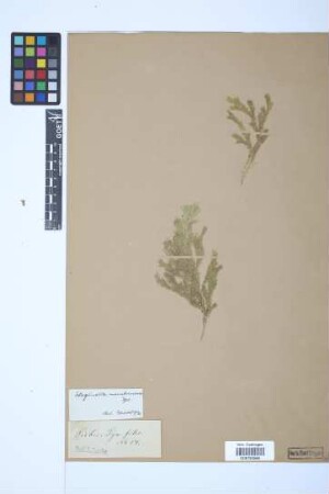 Selaginella membranacea (Desv.) Spring