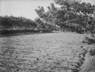 Feldschutz an der Küste bei Choshi : Feld mit angepflanzten Bäumen