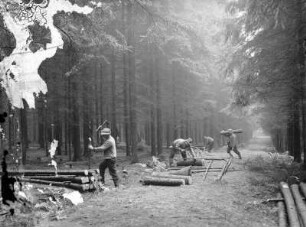 Waldarbeiter beim Holzeinschlag