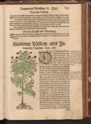 Sammat Rößlein, oder Indianische Negelein, Cap. CXLV