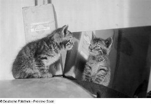 Eine junge Katze, die in einen Spiegel schaut, dahinter eine Packung Agfa Eikonal Entwickler