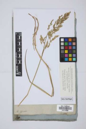 Poa trivialis