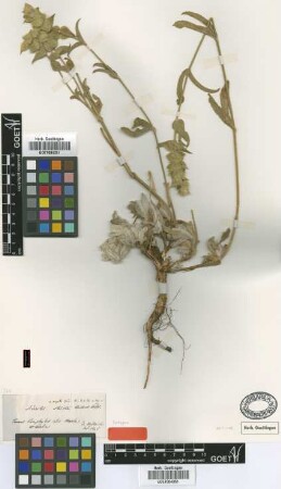 Sideritis stricta Boiss. & Heldr. [isotype]