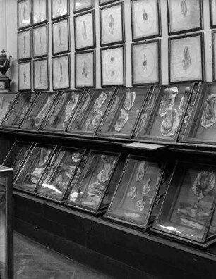 Blick in einen Ausstellungsraum des Zoologischen Museums Florenz