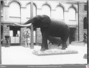 Senckenbergmuseum: Ausstellungshalle mit Elefant
