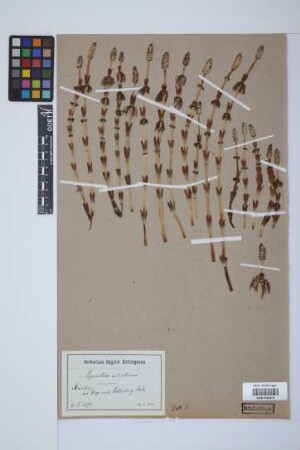 Equisetum sylvaticum L.