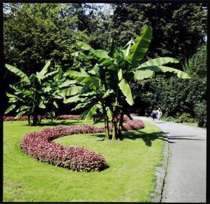 Offenburg: Bananenstaude im Park, mit Rasen und Weg