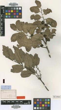Diospyros crumenata Thwaites [type]
