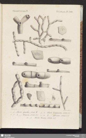 Pl. 629