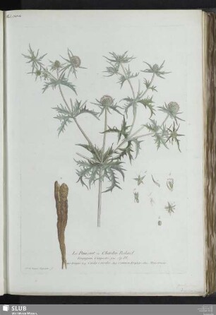 Le Panicaut ou Chardon Roland