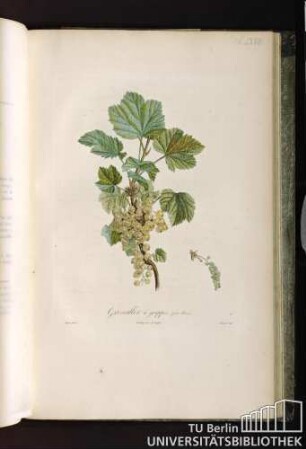 Pl. LXVII. Groseiller à grappes, (fruit blanc).