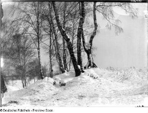Winterlandschaft mit Birkengruppe auf dem Heller