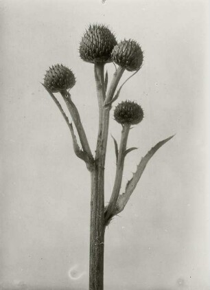 Pflanzenstudie der Kratzdistel (Cirsium)