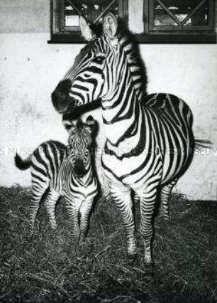 Zebra mit Nachwuchs im Berliner Zoo