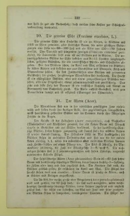 21. Der Ahorn (Acer)
