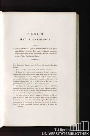 Pesco Maddalena bianca