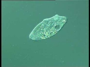 Wirkung von Sauerstoffmangel auf Paramecium