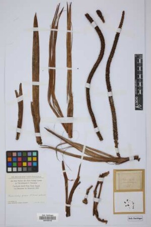 Pholidostachys pulchra H.Wendl. ex Burret[type]