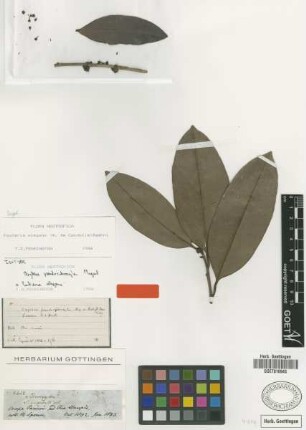 Oxythece pseudosideroxylon Miq. [isotype]