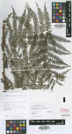 Cyathea arnecornelii Lehnert [paratype]