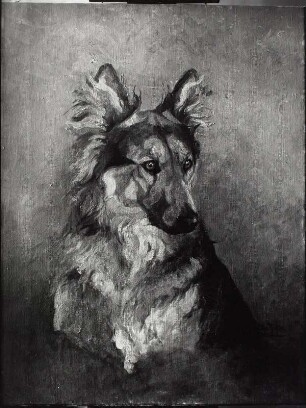 Hundeporträt (Schäferhund)