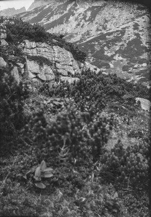 Bergvegetation : Vegetation im Gebirge
