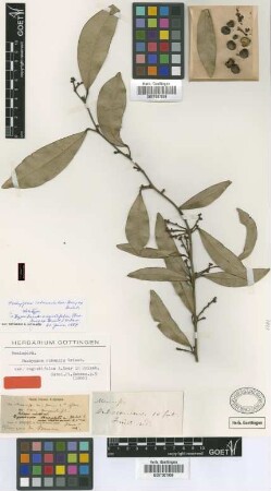 Pachygone cubensis Griseb. var. angustifolia A.Gray ex Griseb.[holotype]