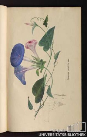 [Tab. 4.] Jpomoea mutabilis Edw.