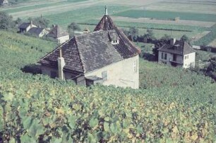 Thüringen. Weinberg im Saaletal