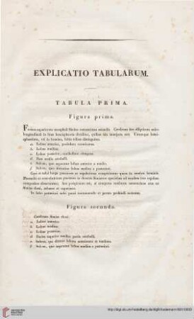 Tabula Prima