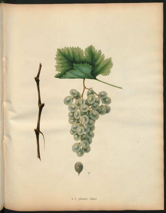 64. Le Gouais blanc