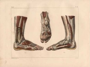 Arterien an Bein und Fuß