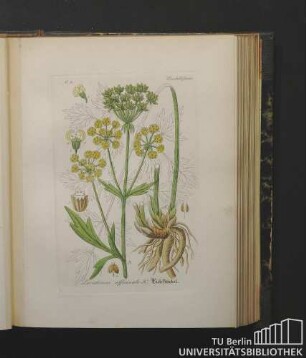Umbelliferae. Levisticum officinale K. Liebstöckel.