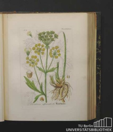 Umbelliferae. Levisticum officinale K. Liebstöckel.