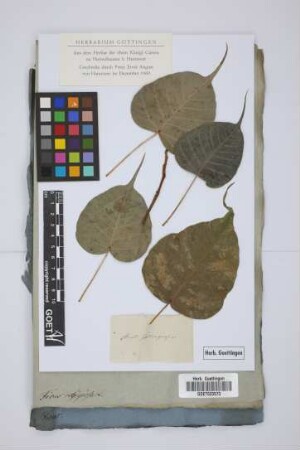 Ficus religiosa L.