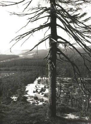 Blick vom Kahleberg nach Nordwesten, links Schellerhau
