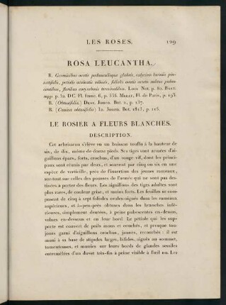 129-130, Rosa Leucantha. Le Rosier a Fleurs Blanches.