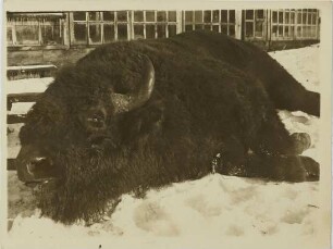 Bison bonasus (Linnaeus, 1758)