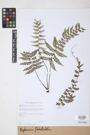 Asplenium flabellulatum Kunze