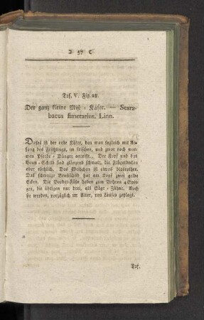 Taf V. Fig. 28. Der ganz kleine Mist-Käfer. - Scarabaeus fimetarius. Linn.