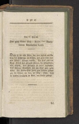 Taf V. Fig. 28. Der ganz kleine Mist-Käfer. - Scarabaeus fimetarius. Linn.