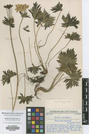 Anemone narissiflora L.