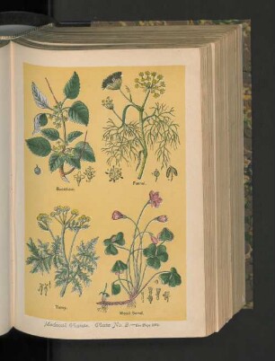 Medical Plants. Plate No.2.