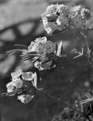 Blume