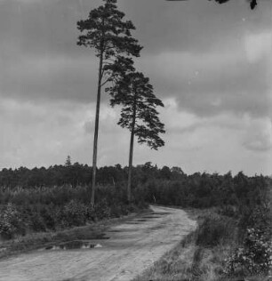Waldlandschaft