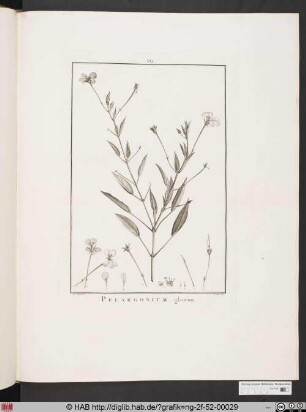 PELARGONIUM glaucum [Storchenschnabelgewächs].