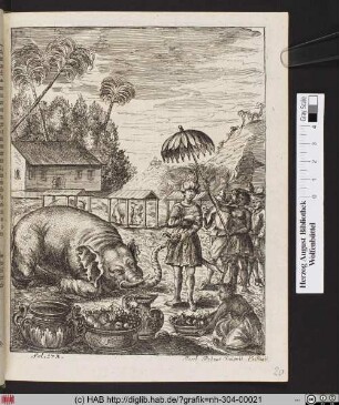 [Liegender Elefant wird mit Früchten gefüttert].