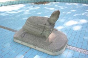 Schildkröte