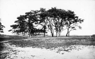 Pinus silvestris
