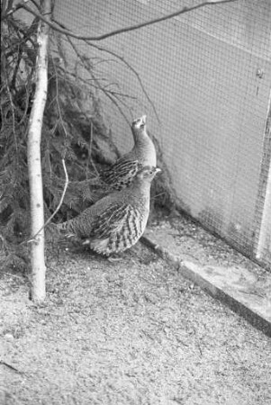Staatliche Vogelschutzwarte in der Hermann-Schneider-Allee. Aufzucht und Pflege verletzter und kranker Vögel